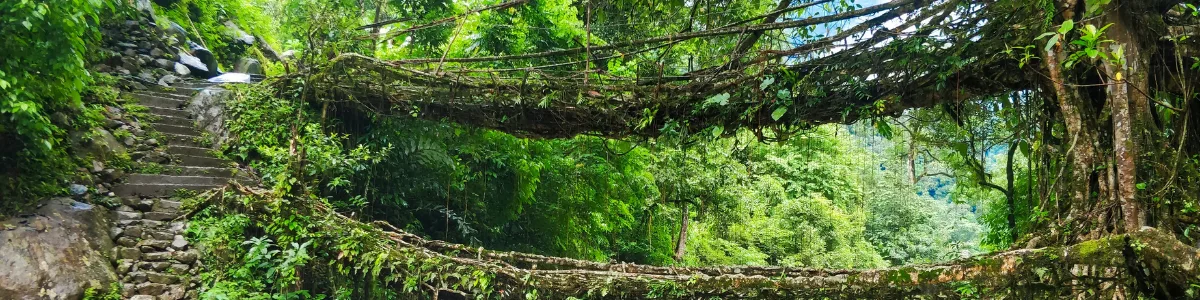 Nongriat Living Root Bridges