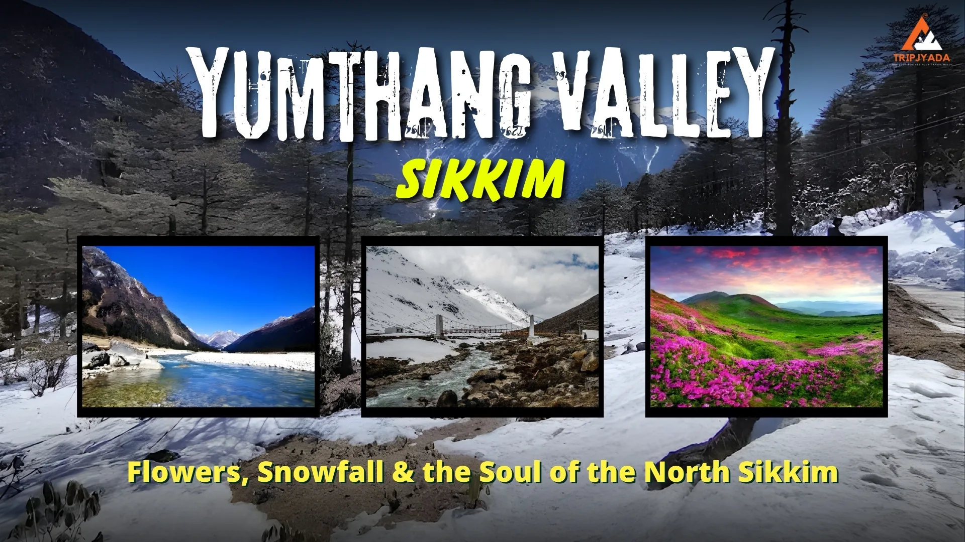 Yumthang Valley Sikkim: Flowers, Snowfall and the Soul of the North Sikkim